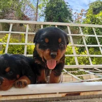 توله روتوایلر سگ گارد ونگهبانی