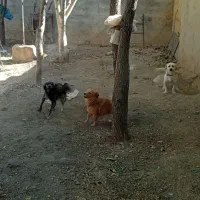 سگ پاکوتاه