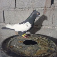 کبوتره سینه سیاه قلدر