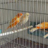 فروش قناری خانگی ردفاکتور و موزایکی