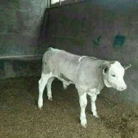 انواع دام اصیل