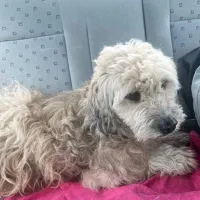 واگذاری سگ تریر نر