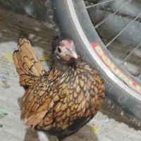 مرغ و خروس سبرایت ژاپنی|حیوانات مزرعه|پاکدشت, پاکدشت (مامازند)|دیوار