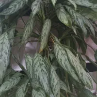 گل طبیعی