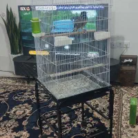 مرغ مینا درجه یک|پرنده|شیراز, شهرک گلستان|دیوار