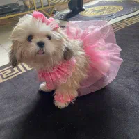 لباس سگ نژاد کوچک