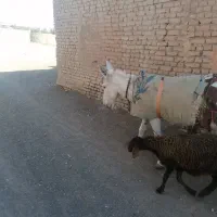 الاغ ماده درشت|حیوانات مزرعه|سبزوار, قصبه غربی|دیوار