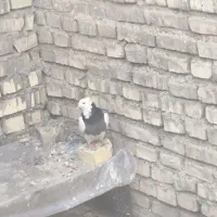 یک جفت رمادی دم سفید و یک طوقی ماده