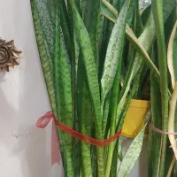 گلهای طبیعی|گل و گیاه طبیعی|رشت, خمیران زاهدان|دیوار