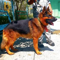 سگ ژرمن شپرد