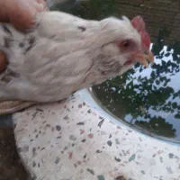 مرغ وخروس گلین ۲۵تا|حیوانات مزرعه|فلاورجان, |دیوار