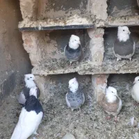 فروش کفتر طوقی|پرنده|بیلوار, |دیوار