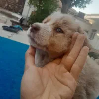 توله قدرجونی