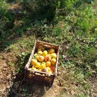 زمین-کشاورزی