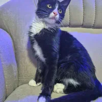 گربه ی خوشگل واگذاری