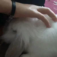 خرگوش لوپ|موش و خرگوش|باوی, |دیوار