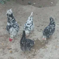 تخم مرغ گلین