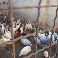 دستگاه جوجه کشی و مرغ شاخدار|حیوانات مزرعه|پیشوا, |دیوار