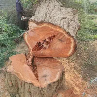 خریدار چوب درخت  مورد مرکبات کنوکارپوس اکالیپتوس