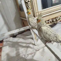 پرنده عروس هلندی