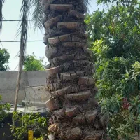 قطع نخل در باغ برای پیل|خدمات باغبانی و درختکاری|جنت, |دیوار