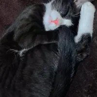 گربه|گربه|مشهد, طبرسی شمالی|دیوار