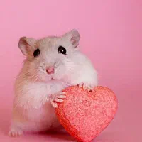 همستر کمپل مینیاتوری خاص چشم قرمز