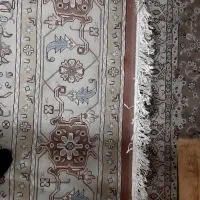 قالی ۱۲ متری درجه یک ۷۰۰ شانه ۲۵۵۰ تراکم|فرش|شیراز, ریاستی|دیوار