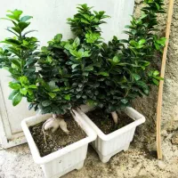 استخدام نیروی خانم(باریستا) جهت کار در کافه Z1