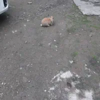 خرگوش نیم لوپ نر کاملا سالم