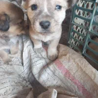 پاکوتاه|سگ|قوچان, |دیوار