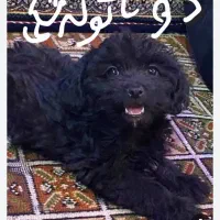 واگزاری سگ نژاد شیتزوتریر