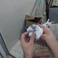 ۳عدد کفتر گرفتنی خوب|پرنده|قم, وادی السلام|دیوار