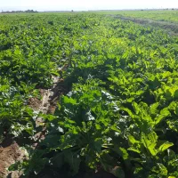 سر کارگروکارگر