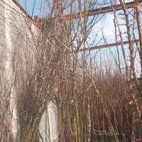 نهال سه سال