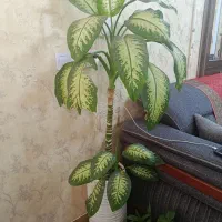 گل دیفن بزرگ وسالم