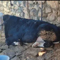 دوراس  راس گوساله نر سیمنتال پرواربندی