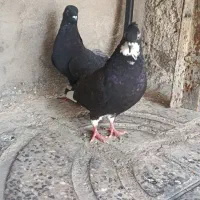 کبوتر