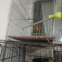 قناری سرخ زیتونی سوخته ای|پرنده|ابریشم, |دیوار