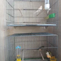 قناری|پرنده|قم, پردیسان|دیوار