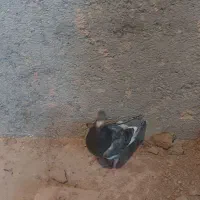 جوجه کبوتر قره سبز و سوسکی