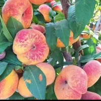 فرصت ویژه خرید وکاشت نهال|خدمات باغبانی و درختکاری|بوئین زهرا, |دیوار