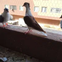 چار تا جوجه ساده کاکلی|پرنده|گلبهار, شهر جدید گلبهار|دیوار