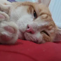 واگذاری رایگان گربه