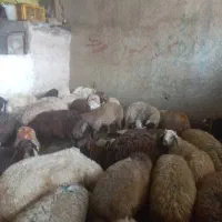 خرید دامزنده با امکان ذبح و آمادهسازی در محل|حیوانات مزرعه|تهران, جیحون|دیوار