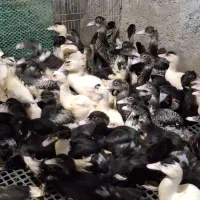 اردک مسکوئی اسرائیلی|حیوانات مزرعه|سرخرود, |دیوار