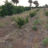 زمین کشاورزی