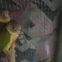 فروش گرینچیک جفت کار داده