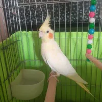عروس هلندی نر