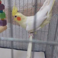 طوطی عروس هلندی نر وماده